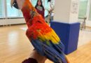 Exotic Parrots Visit English International School of Bratislava