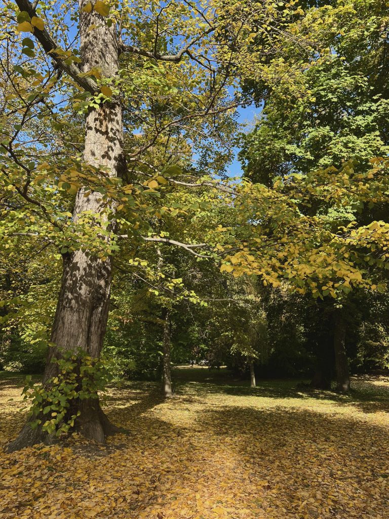 Autumn Path by Michal Masar (Year 10)