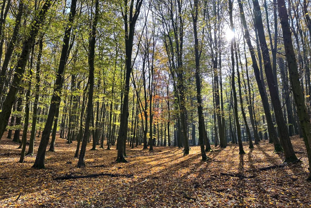 Woods in Autumn by Kristína Dolanská (Year11)