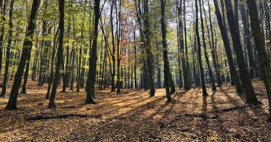 Woods in Autumn by Kristina Dolanka (Year 11)