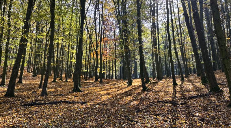 Woods in Autumn by Kristina Dolanka (Year 11)