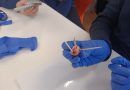 Year 9 STEM: Discovering the Human Heart