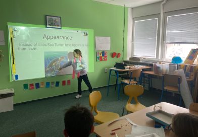Sea turtle life cycle – by Linda Färberová (year 4)