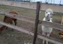Alpaca farm visit