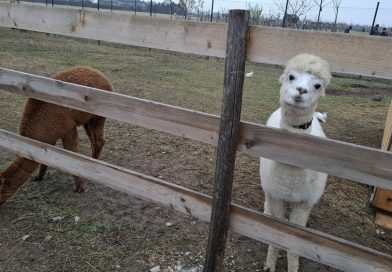 Alpaca farm visit