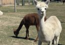 A Wonderful Visit to Bite&Byte Alpaca Farm
