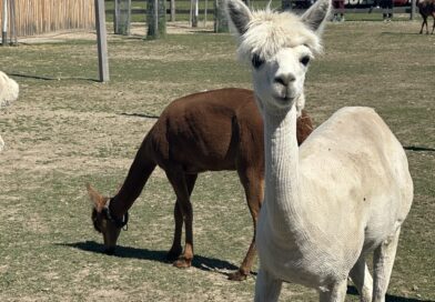 A Wonderful Visit to Bite&Byte Alpaca Farm