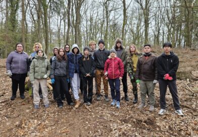 Twelfth-grade students planted trees in Koliba