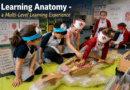 Enabling Amazing: Learning Anatomy at Age Six, a Multi-Level Learning Experience