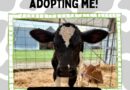 Meet Wildcard: Year 2’s Adopted Cow!