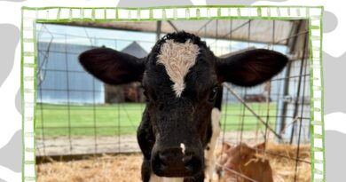 Meet Wildcard: Year 2’s Adopted Cow!