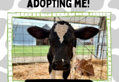 Meet Wildcard: Year 2’s Adopted Cow!