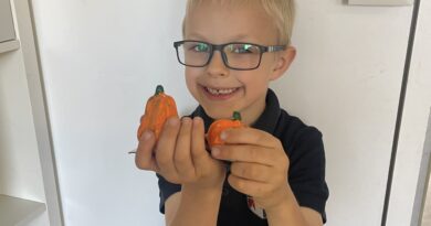 A Story of Pumpkins, Fairies and Creativity 🎃