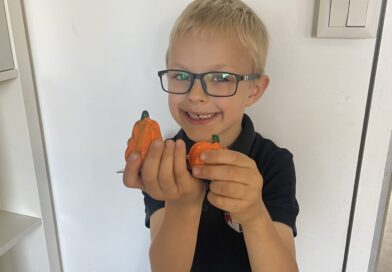 A Story of Pumpkins, Fairies and Creativity 🎃