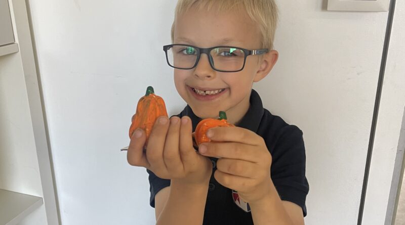A Story of Pumpkins, Fairies and Creativity 🎃